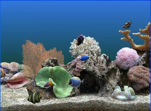 3D熱帶魚水族箱 數(shù)字時代的海洋奇觀