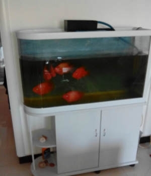 低價(jià)轉(zhuǎn)讓水族箱及6條大紅鸚鵡魚(yú)，僅1000元
